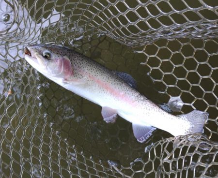 ルアーでチャレンジ 大安トラウトレイク